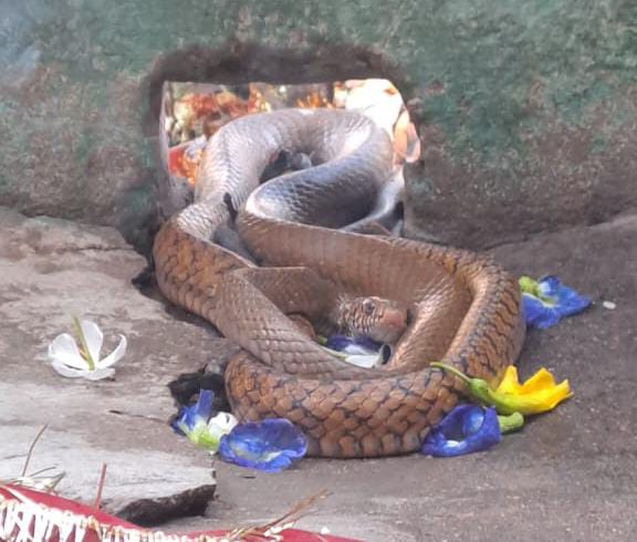 दिलदारनगर काली मंदिर के पास कई दिनों से बैठा सांप बना कौतूहल का विषय